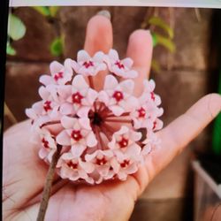 Hoya or wax plant blooming
