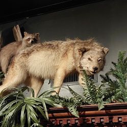 Menacing Full Mount Coyote 