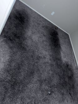 Carpet Cleaning FREE