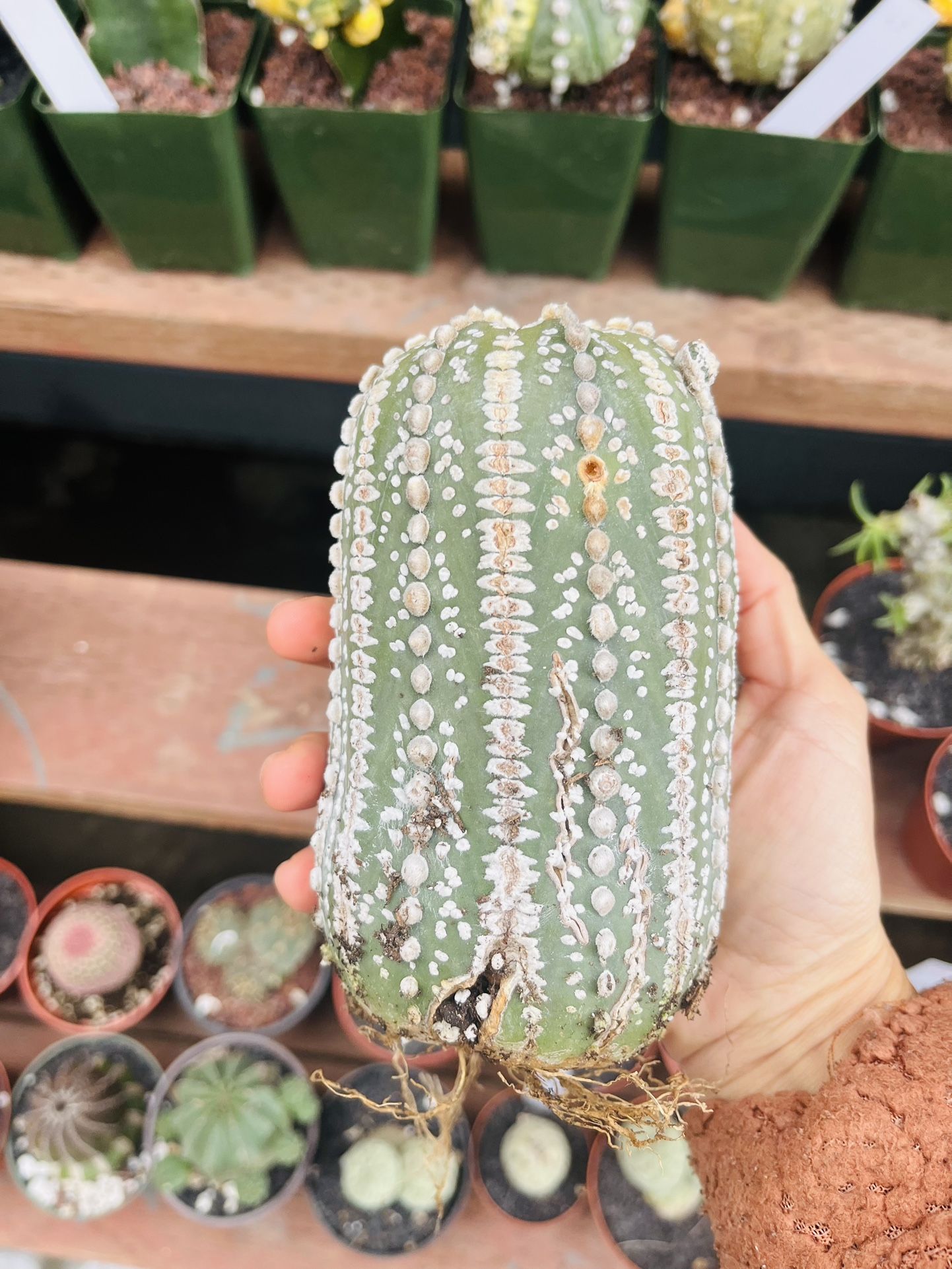 Astrophytum Imported Super Kabuto