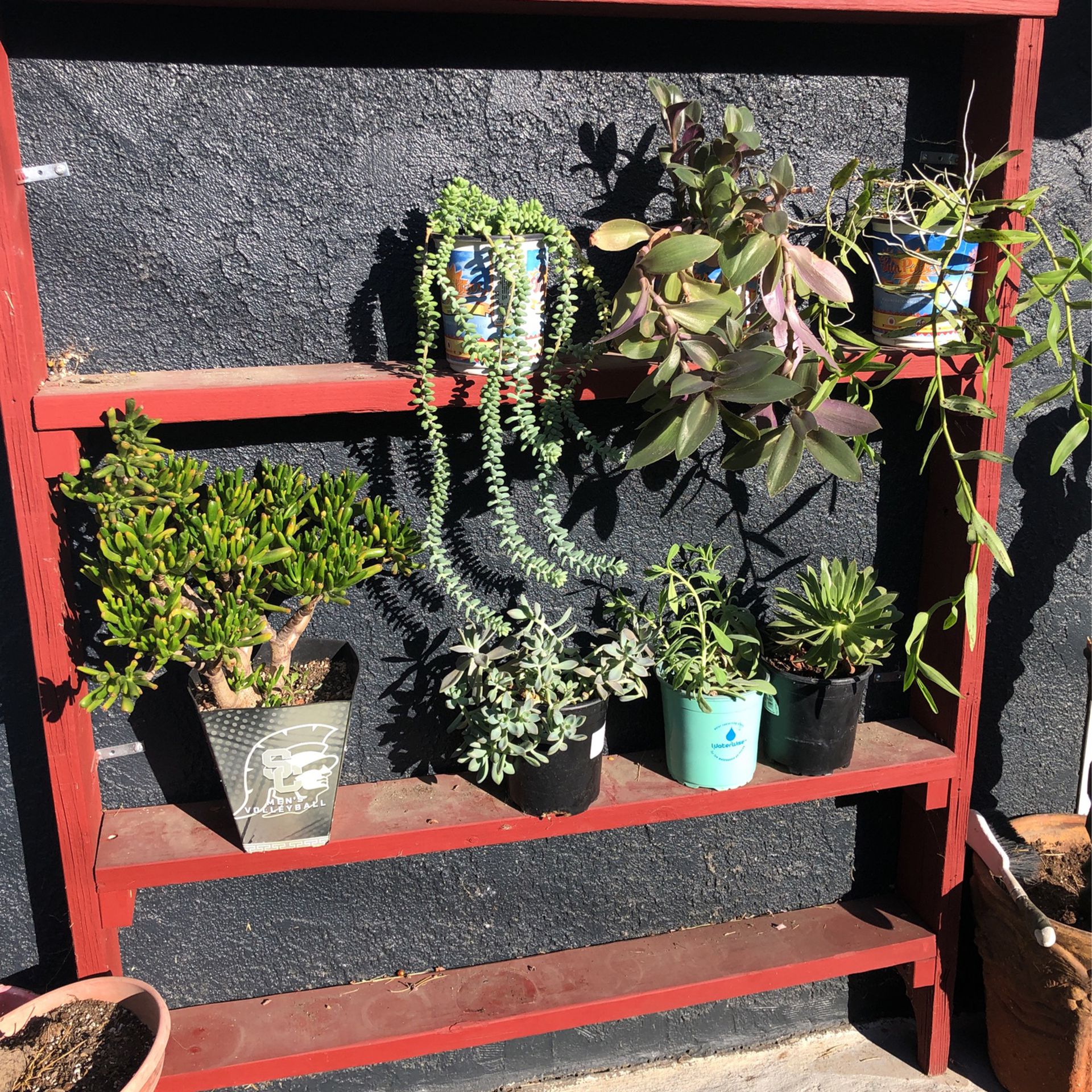 Assorted Succulent Plant’s