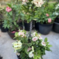 Crown Of Thorns 