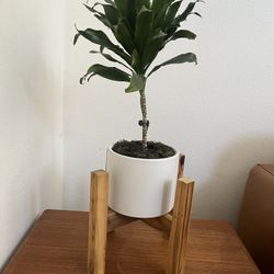 Wood Plant Stand / Base 