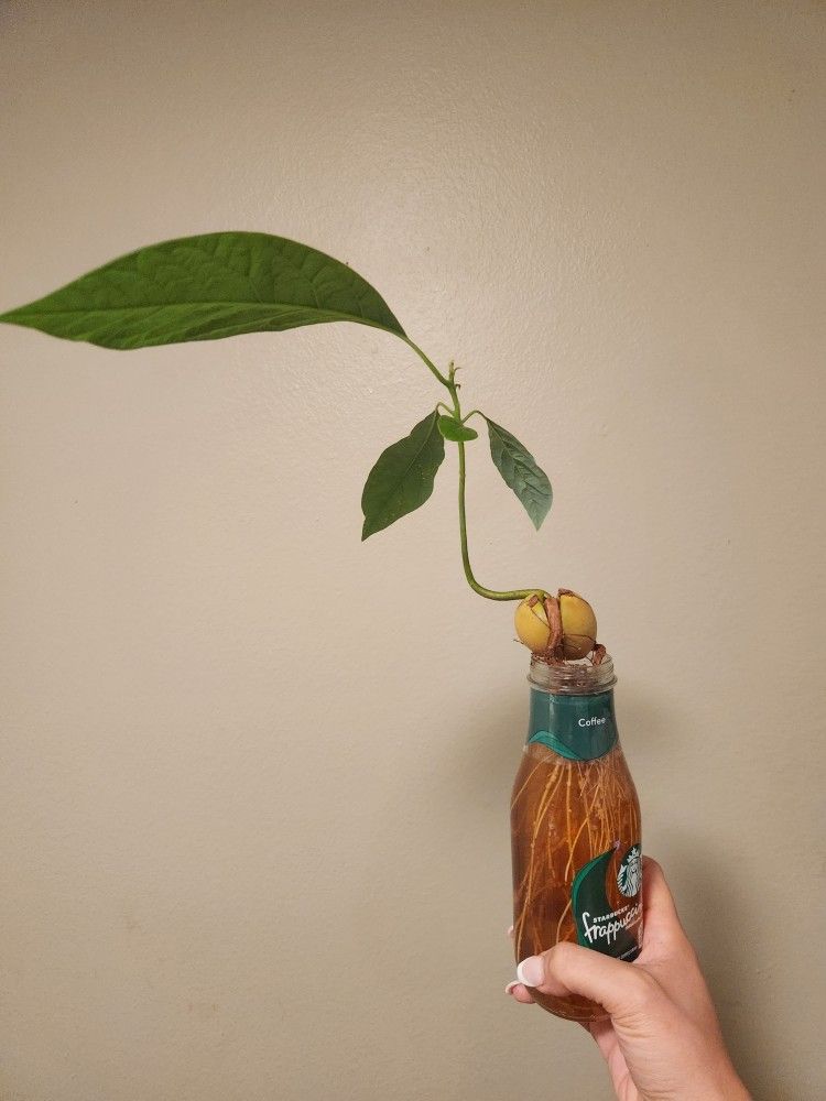 Avocado Tree