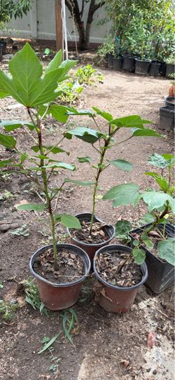 Hibiscus / plants de Jamaica