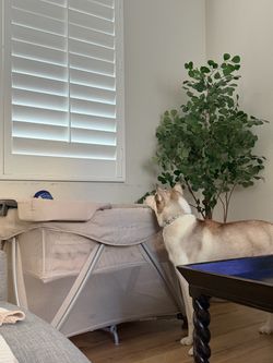Nuna sena travel crib