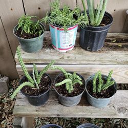 Succulentas Y Corona De Cristo