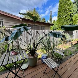 Bird Of Paradise Plant