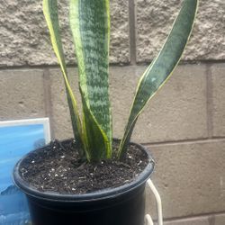 HERMOSAS PLANTAS NATURALES “SNAKE PLANT OR LENGUA DE SUEGRA 