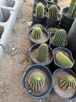 Cactus