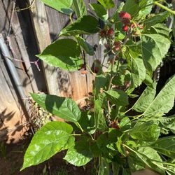 Raspberry Fruit Plant
