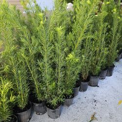 podocarpus 4 feet tall Instant Privacy Hedge