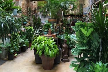 Guano Para Plantas / Guano For Plants . $115 For 5 Gallons 