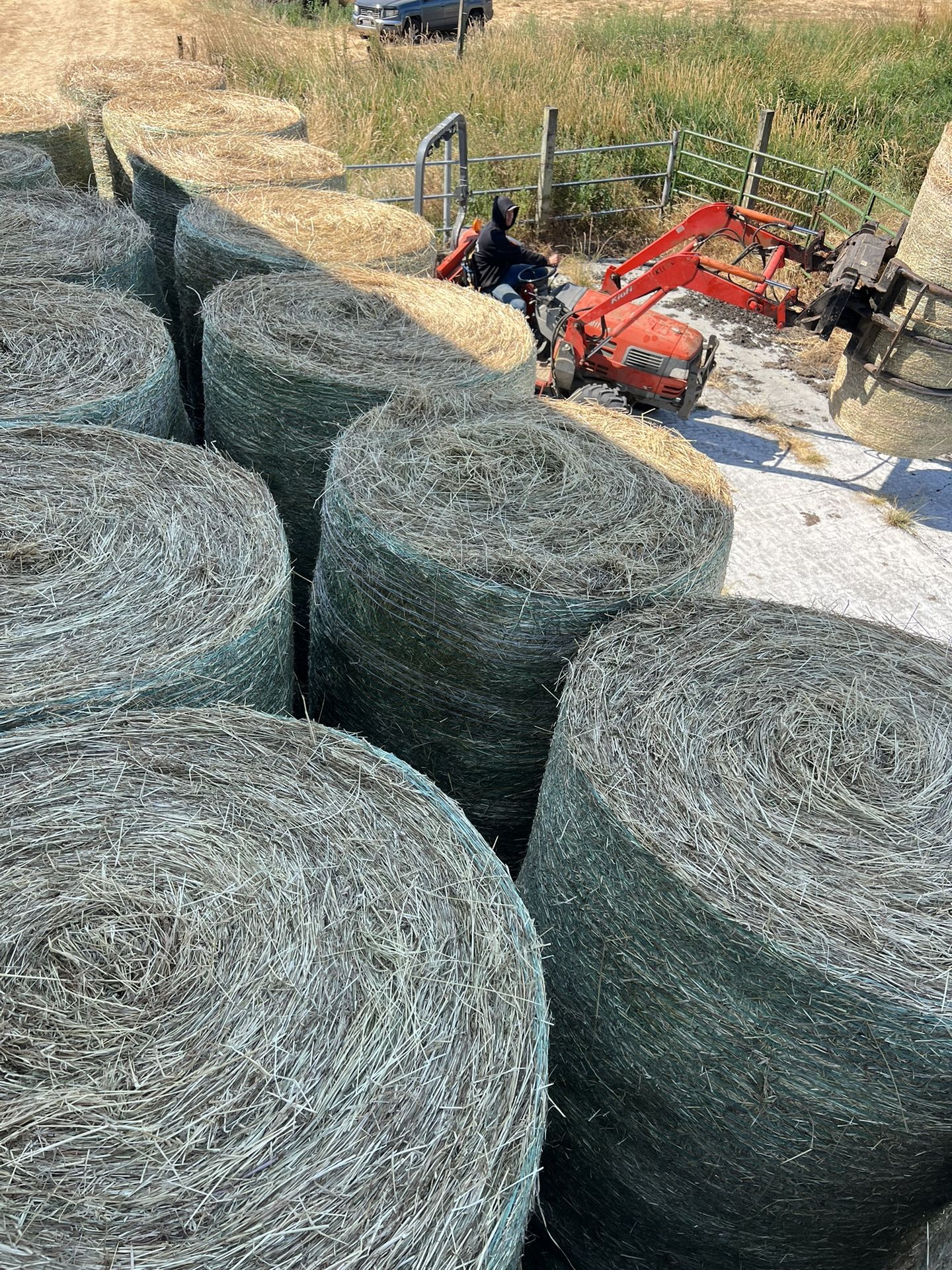 Hay