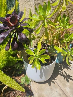 3 plants in Pot.  Pick up.
