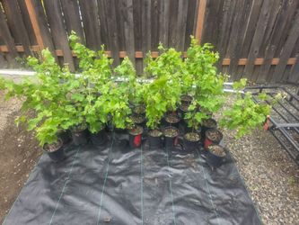 Suffolk Seedless Red Grape Plants