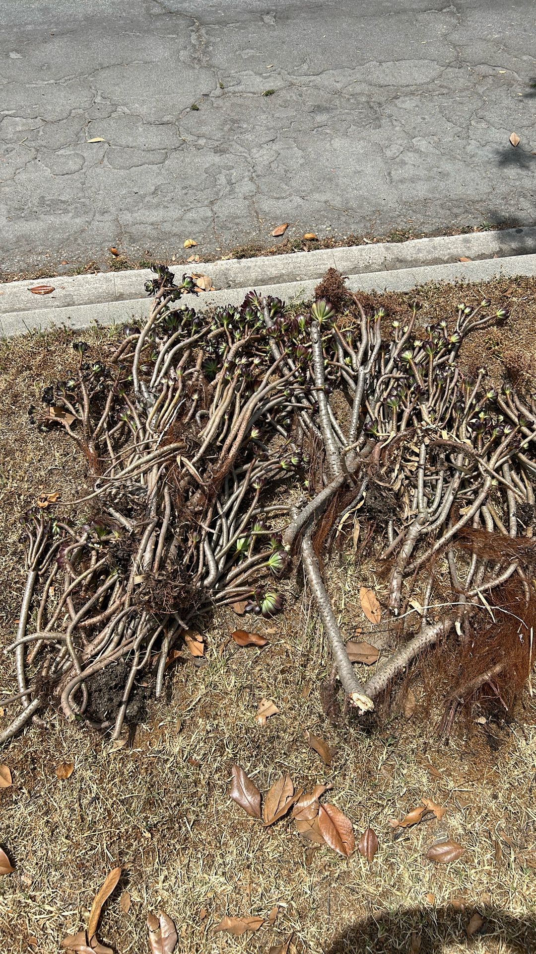 Free Succulents