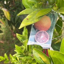 Moro Blood Orange 