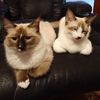 Lola & Belia