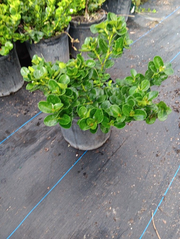 Natal Plum