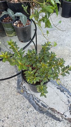 Plants for sale