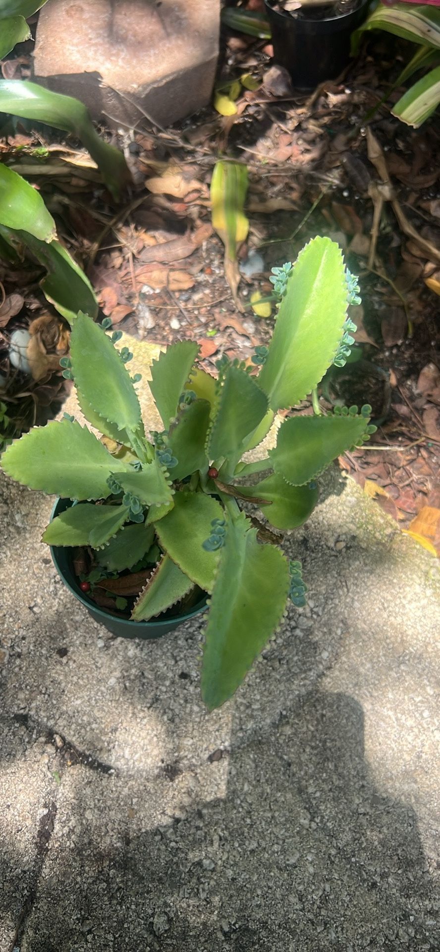 Mala Madre Kalanchoe Multiples