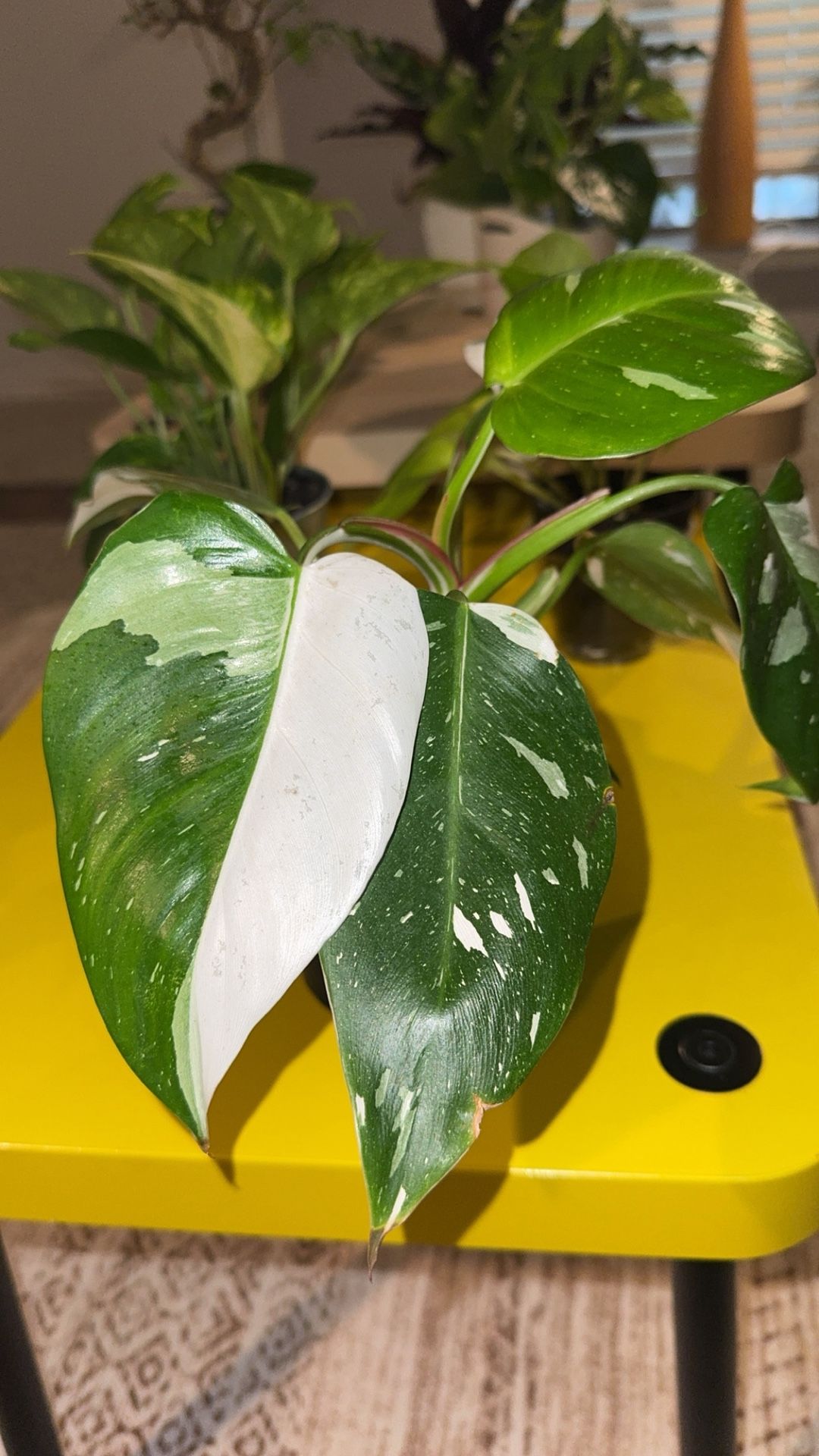 White Wizard Philodendron w/ Striking White and Green Variegated Leaves