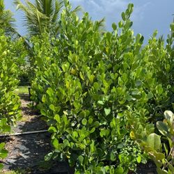 Clusia Hedges 25gl 6.5-7ft 🌼$95