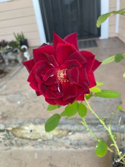 Red Rose Plant