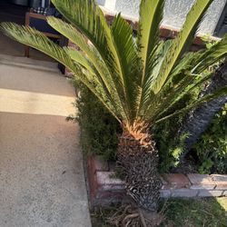 Sega Palm Approx3-4’ $40