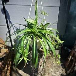 Spider plant