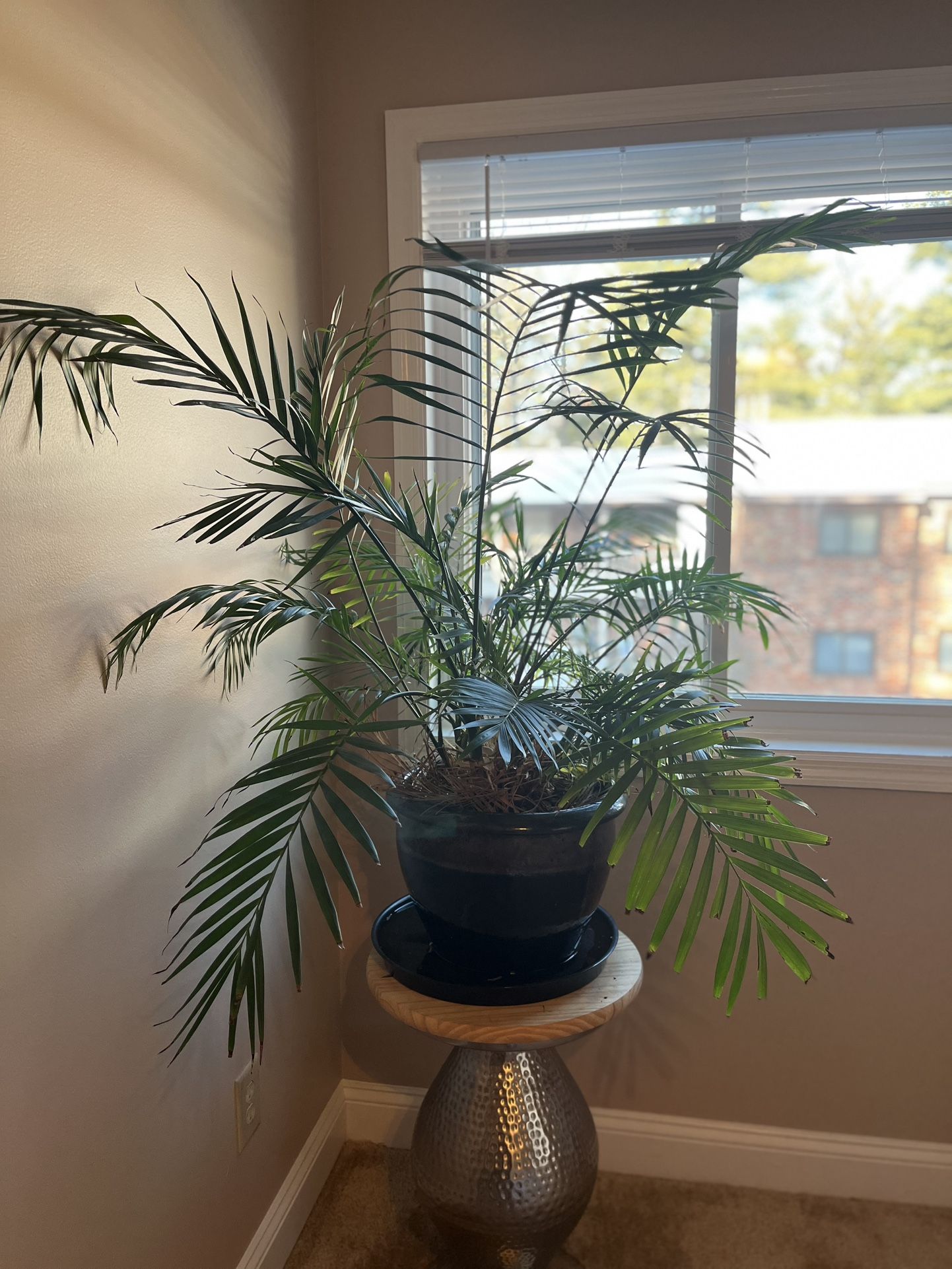 Plant For Sale