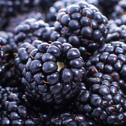 Plants For Sale - Perfect For Summer Planting! - $5 Each (Blackberries, Raspberries, Hostas, Lilies)