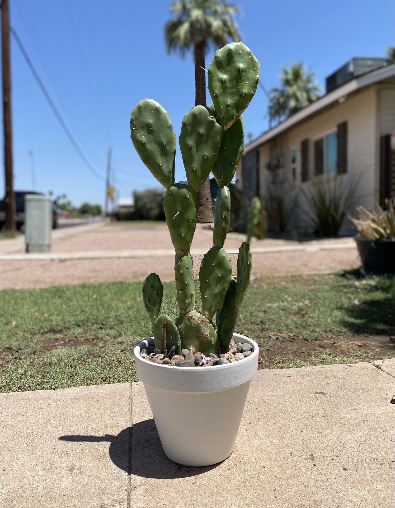 Prickly Pear Cactus Plant