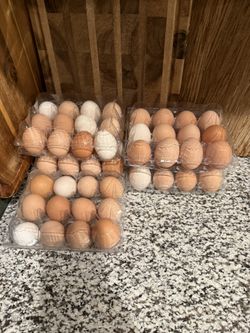 Chicken EGGS For Sale