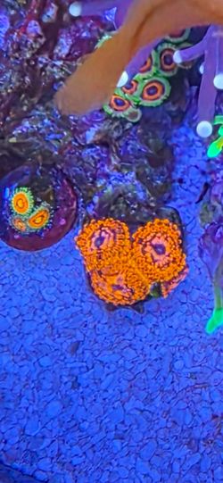 Fake coral