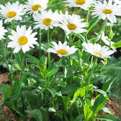 Shasta Daisy Plant
