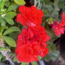 Geraniums