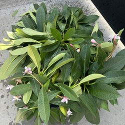 Plumeria Clipping 