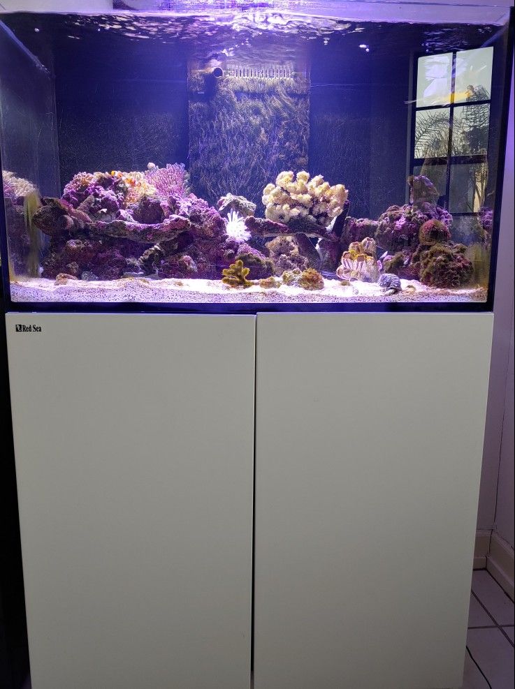 Red Sea Reefer 250 Fish Tank Complete Setup too much too list 1000 OBO - $1,000