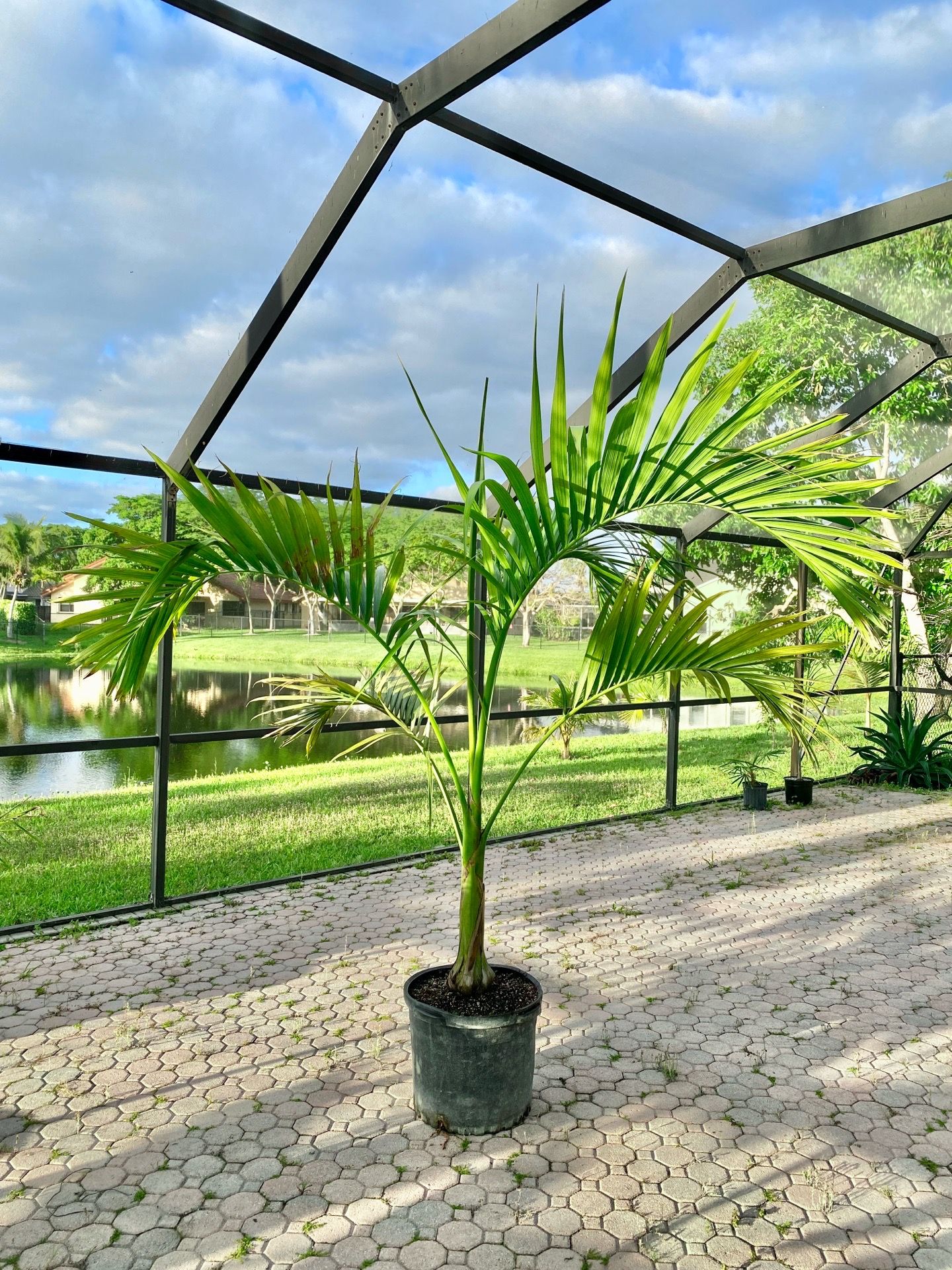 Carpoxylon macrospermum (Elegant Palm)
