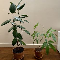Healthy Indoor Plants: Tall Rubber Plant + Money Tree — Buy 1 or Take Both
