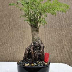 black plant stand indoor 50cm Round Black Wire Plant Stand