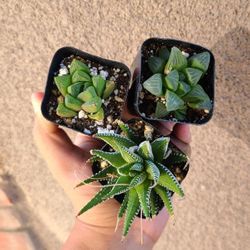 Haworthia Succulent Pack