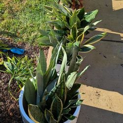 Various Snake Plants