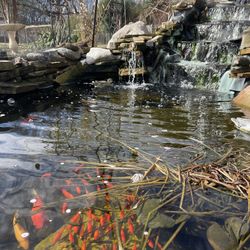 Pond Swimmers