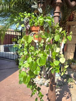 La Miyonaria Plant