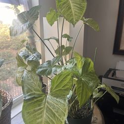 Syngonium White Butterfly Cutting. 