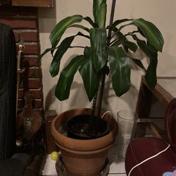 Dracaenas Fragans Corn Plant🌴
