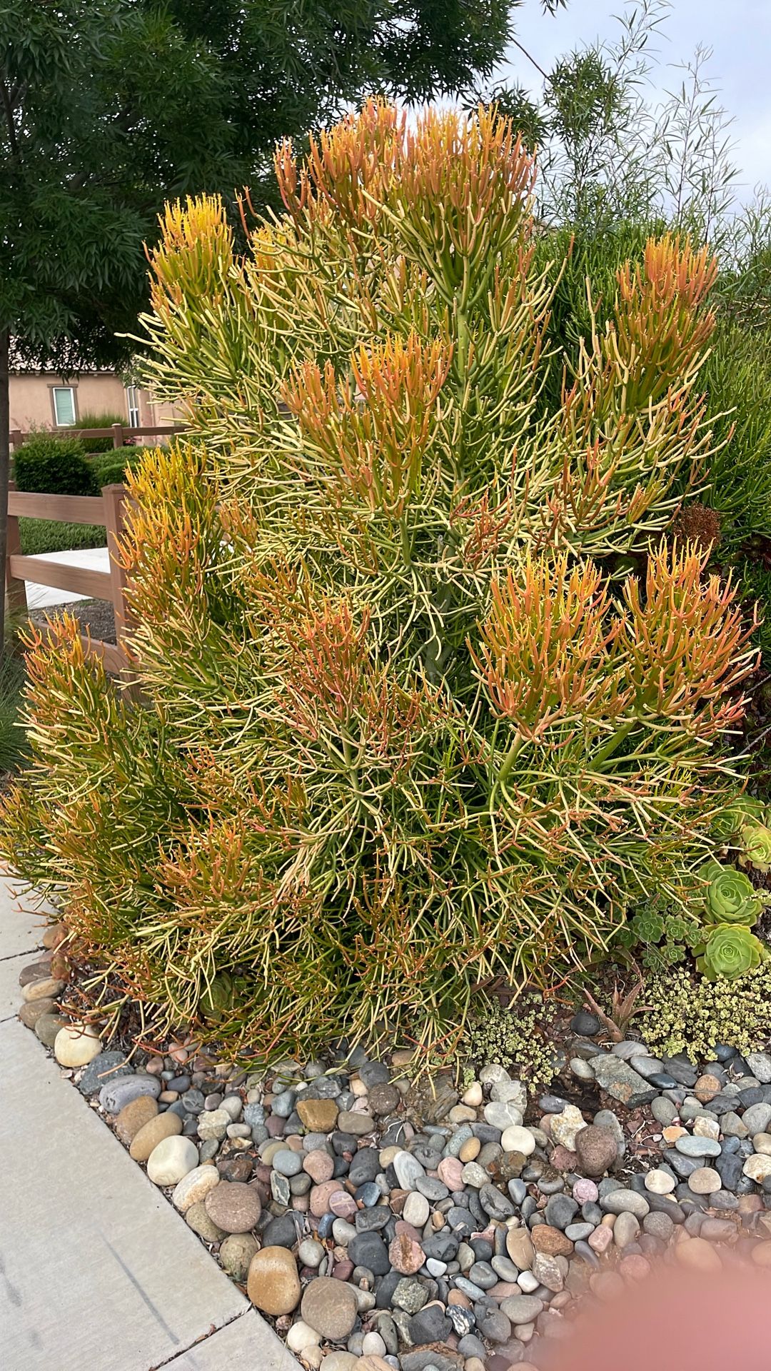 Plants